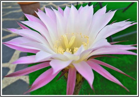 fleur de cactus plants flowers plant planets