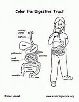 Digestive System Coloring Popular sketch template