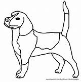 Dog Coloring Pages Beagle Breed Dogs Breeds Hubpages Choose Board sketch template