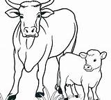 Cow Coloring Pages Kids Longhorn Highland Adults Cows Drawing Animals Animal Book Cartoon Cute Color Printable Calf Sketch Sheets Cattle sketch template