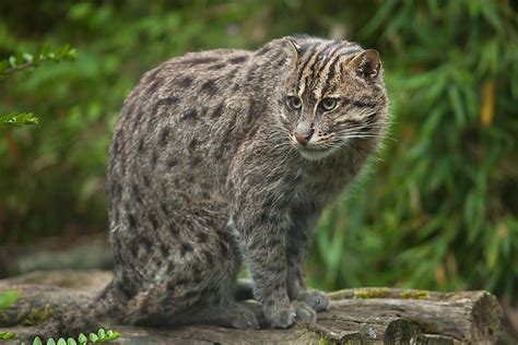 the five cat species of the prionailurus genus worldatlas