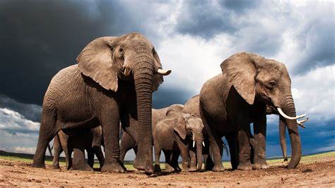 Elephants Can Hear Clouds Approaching Bbc Reel