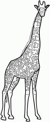 Giraffe Coloring Kids Animals Dieren Votes sketch template