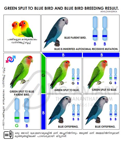 bird breeding genetics breeding mania