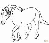 Horse Coloring Pages Palomino Horses Welsh Color Drawing Pony Printable Outlines Rearing Shetland Cute Print Getdrawings Draft Paint Getcolorings Supercoloring sketch template