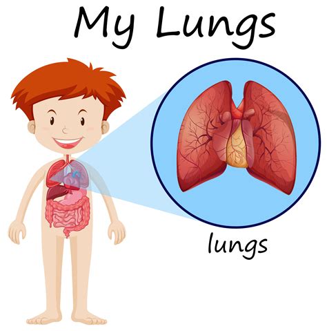 boy  lungs diagram  vector art  vecteezy