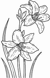 Coloring Narcissus Pages Flower Supercoloring Daffodil Drawing Printable Daffodils Color Drawings Sketches sketch template