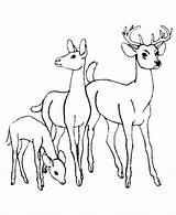Coloring Family Animal Popular Deer Pages sketch template
