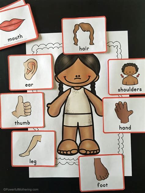 fun game   teach children   body body parts preschool