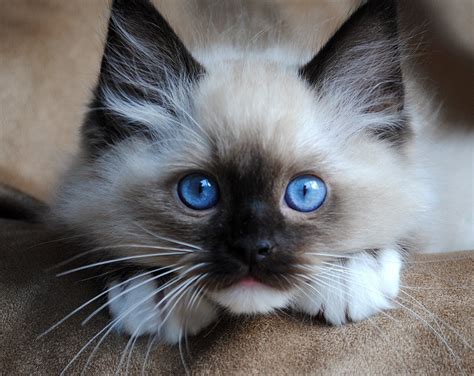 ragdoll