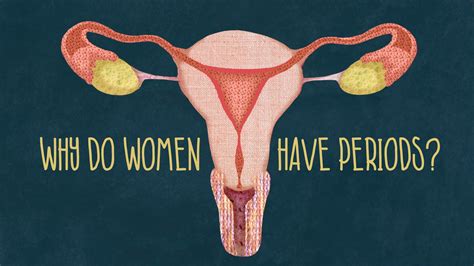women  periods