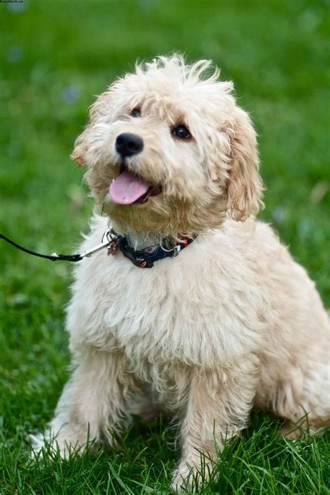 goldendoodle puppies rescue pictures information temperament characteristics animals breeds