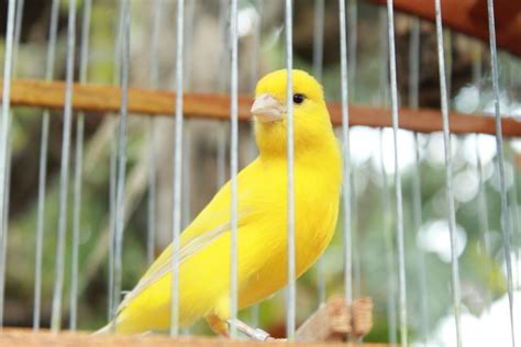 yellow canary facts diet care  pictures pet keen