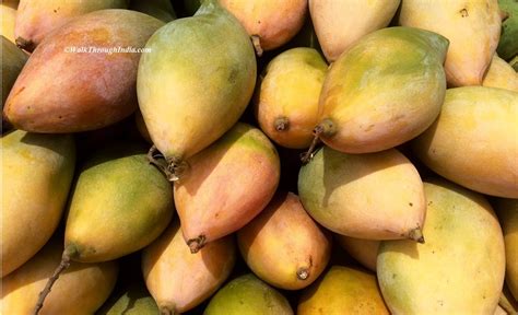 top   famous varieties  indian mangoes