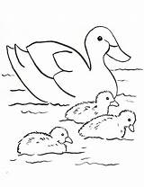 Mallard Coloring Pages Duck Getcolorings sketch template