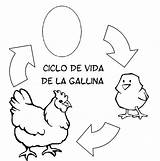 Gallina Gallinas Pollitos Infantil 1007 1018 Educación Navidad Tejida Vinilo Crochet Menta Anipedia Viven Cerca sketch template
