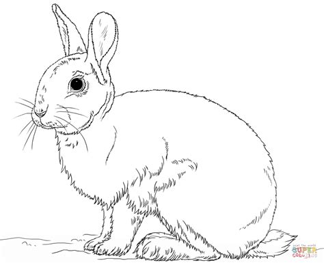 cute bunny rabbit coloring page  printable coloring pages
