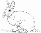 Coloring Rabbit Pages Bunny Cute Printable Drawing sketch template
