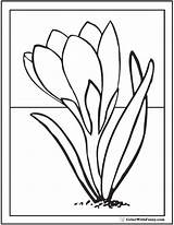 Spring Crocus Coloring Flowers Pages Early Flower Getcolorings Printable Color Colouring 59kb sketch template
