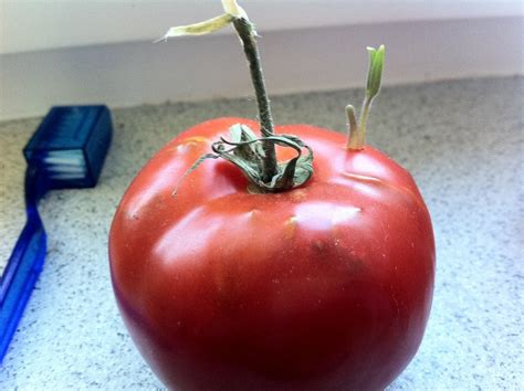 I Forgot About A Tomato On My Counter For A Month Turns Out It S