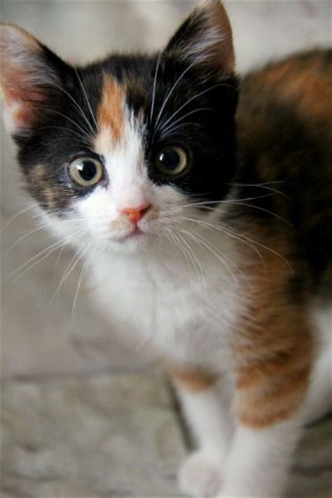 male baby calico cat furry kittens