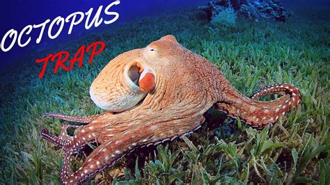 How To Catch Octopus With Trap Diy 2021 Diy Octopus 2021 Youtube