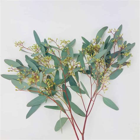 seeded eucalyptus artofit