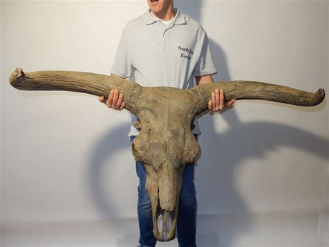 magnificent skull  hornpits   aurochs catawiki