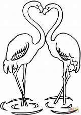 Flamingos Flamingo Kleurplaat sketch template