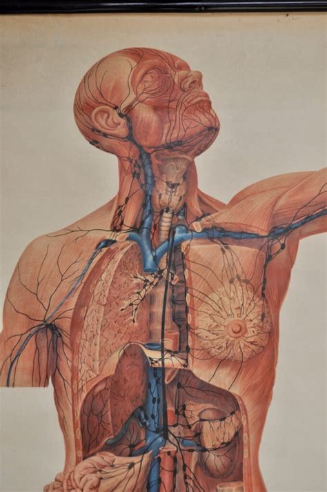 educational anatomical chart  southgate