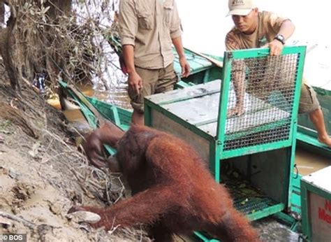 Orangutan Sex Slave Screamed When Former Captor Visited Her Daily