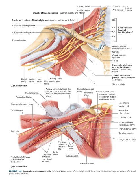 pin  liv  pt notes   shoulder anatomy medical anatomy human body anatomy