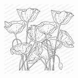 Poppy Cling Obsession Impression sketch template