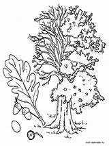 Oak Coloring Tree Pages Printable Trees Color Kids Recommended Getcolorings sketch template