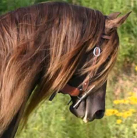beautiful tail  mane   horse