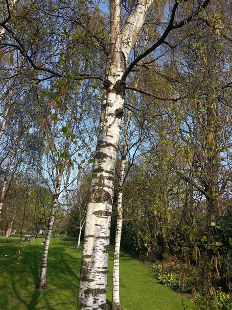 silver birch trees  ftstunning winter colourbetula pendula plants
