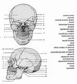 Labeling Unlabeled Physiology Answers Axial Anatomia Humano Animalia Skeletal Head Ossos Becuo Binged sketch template