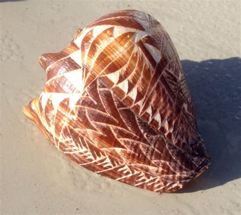 medium sized engraved shell medium size engraving shells piecings conch shells seashells