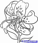 Tiger Coloring Lily Drawings 612px 16kb sketch template