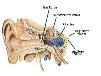vestibular system anatomy