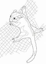 Glider Sugar Coloring Possum Pages Drawing Printable Boo Beanie Clipart Cliparts Supercoloring Getdrawings Color Categories Drawings Paper Library Getcolorings Line sketch template