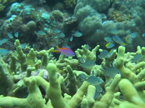 tropical fish struggle  survive  warming waters  science