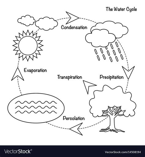 vector schematic representation   water cycle  nature