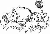 Igel Hedgehog Ausmalbilder Egel Malvorlagen Herbst Hedgehogs Colorat Arici Dieren Herissons Papillon Pomme Erizo Igelfamilie Colouring Ausmalen Ricci Imagini Aullando sketch template