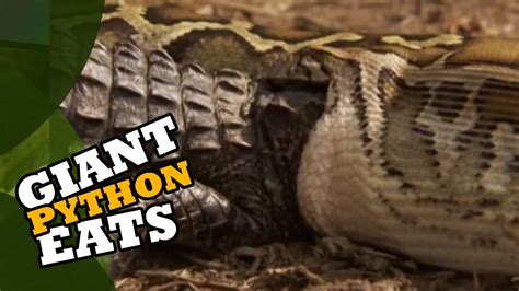 giant python eats alligator youtube