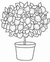 Tree Lemon Clipart Coloring Flickr Limon Cliparts Pages Sizes Original Template Library Arbol sketch template