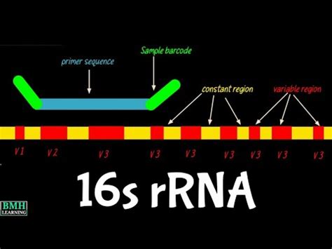 ribosomal rna  rrna function   rrna youtube