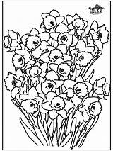 Narciso Narcis Narcisse Kleurplaten Malvorlagen Narzisse Narcyz Narcissus Figuras Nukleuren Kleurplaat Figura Coloriages Kwiat Blomster Anzeige Ogłoszenie Publicidad Annonse Publicité sketch template