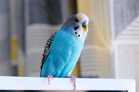 blue parakeet inspirational book list lifeverse books