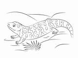 Gila Lizard Monstruo Supercoloring sketch template
